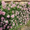 Escallonia 'Pink Elle' 2 Escallonia 'Pink Elle' -Soft Fruit Paradise SHR0033 1