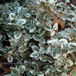 Euonymus 'Emerald Gaiety' -Soft Fruit Paradise SHR0036 9