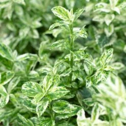 Euonymus 'Harlequin' 7 Euonymus 'Harlequin' -Soft Fruit Paradise SHR0037 3