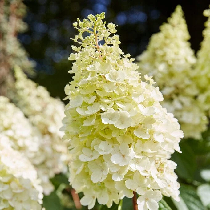 Best Shrubs For Shade 7 Best Shrubs For Shade - Image 5