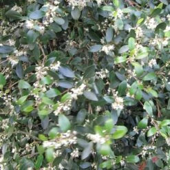 Best Evergreen Shrubs 9 Best Evergreen Shrubs -Soft Fruit Paradise SHR0048 5 3126379c 0e7f 4662 ae28 5e6b576c59bc