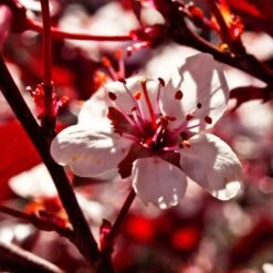 Photinia 'Red Robin' 19 Photinia 'Red Robin' -Soft Fruit Paradise SHR0054 1