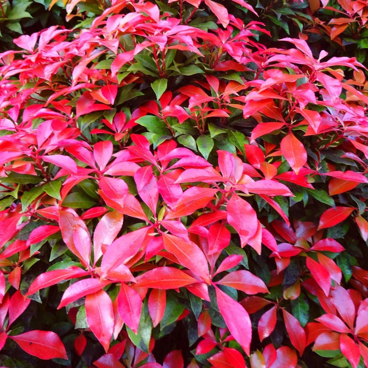 Best Evergreen Shrubs 7 Best Evergreen Shrubs - Image 5