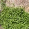Pittosporum 'Golden Ball' 1 Pittosporum 'Golden Ball' -Soft Fruit Paradise SHR0056 1
