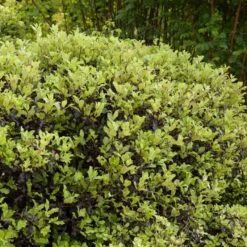 Pittosporum 'Golden Ball' -Soft Fruit Paradise SHR0056 3