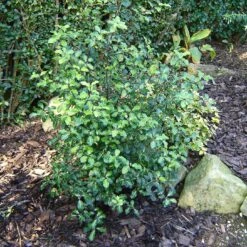Best Small Evergreen Shrubs -Soft Fruit Paradise SHR0058 1 e658f02d acb1 45cd b15c 5cc27c60092e