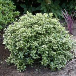 Best Shrubs For Borders 10 Best Shrubs For Borders -Soft Fruit Paradise SHR0058 3 47341af6 845c 419d 9b76 6812597f7149