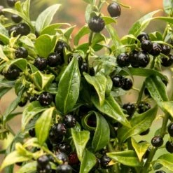 Best Shrubs For Shade 10 Best Shrubs For Shade -Soft Fruit Paradise SHR0062 2 93700536 d957 4134 a6e7 ed385012bd69