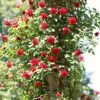 'Don Juan' Climbing Rose -Soft Fruit Paradise SHR0069 4