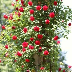 'Don Juan' Climbing Rose