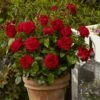 'Capricia RenaissanceĀ®' Shrub Rose 2 'Capricia RenaissanceĀ®' Shrub Rose -Soft Fruit Paradise SHR0072 1