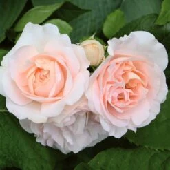 'Clair Renaissance®' Shrub Rose