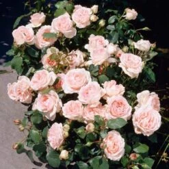 'Clair Renaissance®' Shrub Rose 11 'Clair Renaissance®' Shrub Rose -Soft Fruit Paradise SHR0073 3