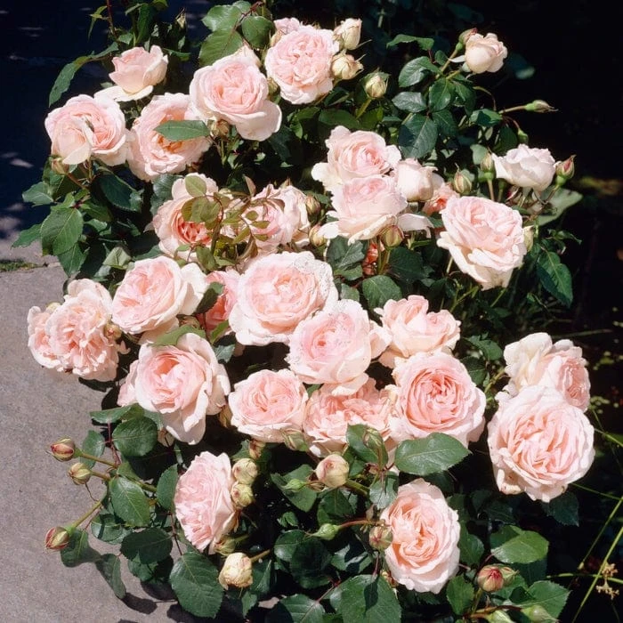 'Clair Renaissance®' Shrub Rose 6 'Clair Renaissance®' Shrub Rose - Image 4