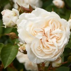 'Eisa Courtyard®' Climbing Rose
