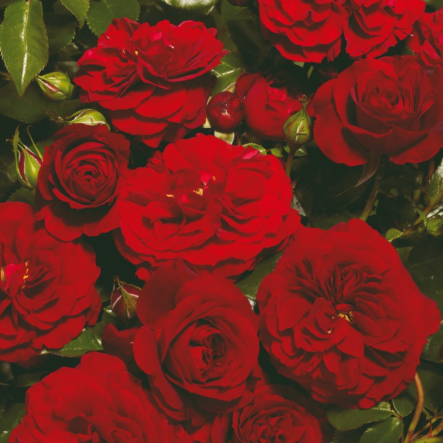 'Farruca Courtyard®' Climbing Rose 3 'Farruca Courtyard®' Climbing Rose