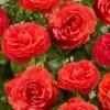 'Liwa Courtyard®' Climbing Rose 2 'Liwa Courtyard®' Climbing Rose -Soft Fruit Paradise SHR0076 1