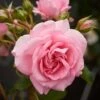 'Mamma Mia Courtyard®' Climbing Rose 1 'Mamma Mia Courtyard®' Climbing Rose -Soft Fruit Paradise SHR0077 1