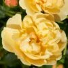 'Mapale Courtyard®' Climbing Rose 1 'Mapale Courtyard®' Climbing Rose -Soft Fruit Paradise SHR0078 1