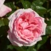 'Marlis RenaissanceĀ®' Shrub Rose 1 'Marlis RenaissanceĀ®' Shrub Rose -Soft Fruit Paradise SHR0079 1