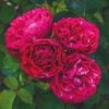 'Raspberry RippleĀ®' Shrub Rose 2 'Raspberry RippleĀ®' Shrub Rose -Soft Fruit Paradise SHR0084 1