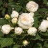 'Lenka Frayla®' Shrub Rose 2 'Lenka Frayla®' Shrub Rose -Soft Fruit Paradise SHR0085 1