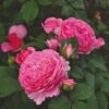 'Ava Bella®' Shrub Rose 2 'Ava Bella®' Shrub Rose -Soft Fruit Paradise SHR0086 1