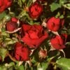 'Forever In Our HeartsĀ®' Shrub Rose 2 'Forever In Our HeartsĀ®' Shrub Rose -Soft Fruit Paradise SHR0087 1