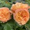 'Mia Bella®' Shrub Rose 1 'Mia Bella®' Shrub Rose -Soft Fruit Paradise SHR0088 1