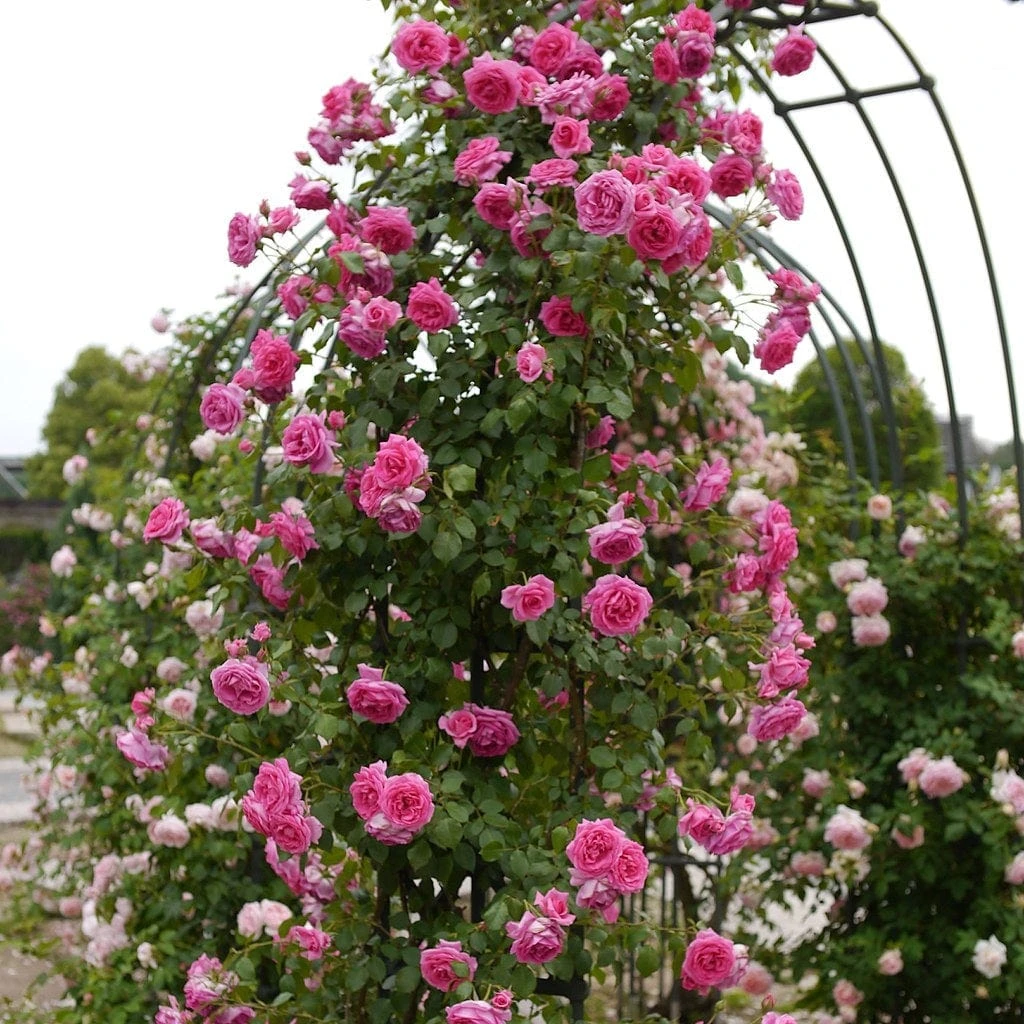 Repeat Flowering Climbing Rose Collection 4 Repeat Flowering Climbing Rose Collection - Image 2