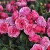 'Bridal Wishes®' Shrub Rose 2 'Bridal Wishes®' Shrub Rose -Soft Fruit Paradise SHR0092 1