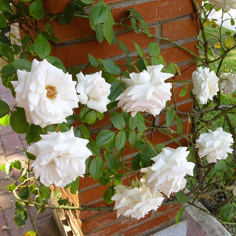 'Swan Lake' Climbing Rose 4 'Swan Lake' Climbing Rose - Image 2