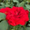'Jewel In The Crown®' Shrub Rose -Soft Fruit Paradise SHR0095 1