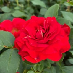 'Jewel In The Crown®' Shrub Rose
