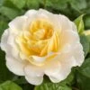 'Ray Of Sunshine®' Shrub Rose -Soft Fruit Paradise SHR0096 1