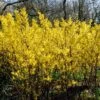 Golden Bells | Forsythia Intermedia 'Spectabilis' 2 Golden Bells | Forsythia Intermedia 'Spectabilis' -Soft Fruit Paradise SHR0170 1