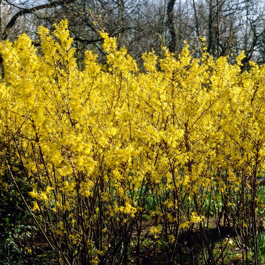 Golden Bells | Forsythia Intermedia 'Spectabilis' 3 Golden Bells | Forsythia Intermedia 'Spectabilis'