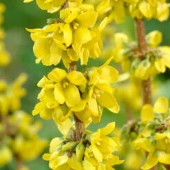 Best Mixed Coastal Hedging | Growers' Choice 13 Best Mixed Coastal Hedging | Growers' Choice -Soft Fruit Paradise SHR0170 2 fde99b14 469a 4421 bfc4 bb3b9d44308d