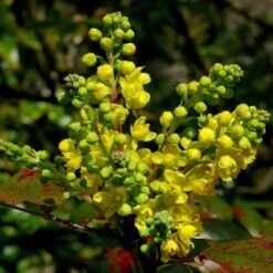 Early Spring Flowering Shrub Collection 10 Early Spring Flowering Shrub Collection -Soft Fruit Paradise SHR0172 2 33e95ec0 1a87 4671 bc6f e89d6314b114