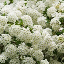 Ultimate Flowering Hedge | Growers' Choice -Soft Fruit Paradise SHR0178 3 8eb11138 e6c2 409e 9203 477ae3b3adba