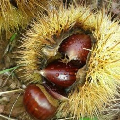 A Completely Edible Hedge | 3/5/10/20m Packs -Soft Fruit Paradise SHR0200 8 3afe6535 a52c 4968 8fef 9534dc43ae3c
