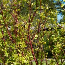 Best Value Cornus Collection | Winter Hedging 14 Best Value Cornus Collection | Winter Hedging -Soft Fruit Paradise SHR0201 1 3e18158e 3c1f 4032 bcbe ca7c2be08319