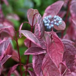 Best Value Cornus Collection | Winter Hedging 15 Best Value Cornus Collection | Winter Hedging -Soft Fruit Paradise SHR0201 3 6c724d71 b140 4168 ad05 561da55bcb19