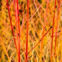 Livestock Friendly Farm Hedging | Growers' Choice | BN11 Compliant 15 Livestock Friendly Farm Hedging | Growers' Choice | BN11 Compliant -Soft Fruit Paradise SHR0205 1 acb46d59 63e6 4f13 9f3c da245b8922f1