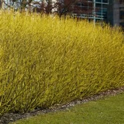 Best Value Cornus Collection | Winter Hedging 13 Best Value Cornus Collection | Winter Hedging -Soft Fruit Paradise SHR0207 3 b70f8cab 3fbc 4fea b2ed c8df511ce172