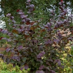 Livestock Friendly Farm Hedging | Growers' Choice | BN11 Compliant 16 Livestock Friendly Farm Hedging | Growers' Choice | BN11 Compliant -Soft Fruit Paradise SHR0208 1 c909d520 c38b 441a 8396 78a2813cb578