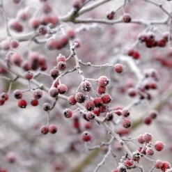 All Seasons Hedging | Growers' Choice 13 All Seasons Hedging | Growers' Choice -Soft Fruit Paradise SHR0210 6 db006dde e232 40fc a1d6 5d61d21e7bf3