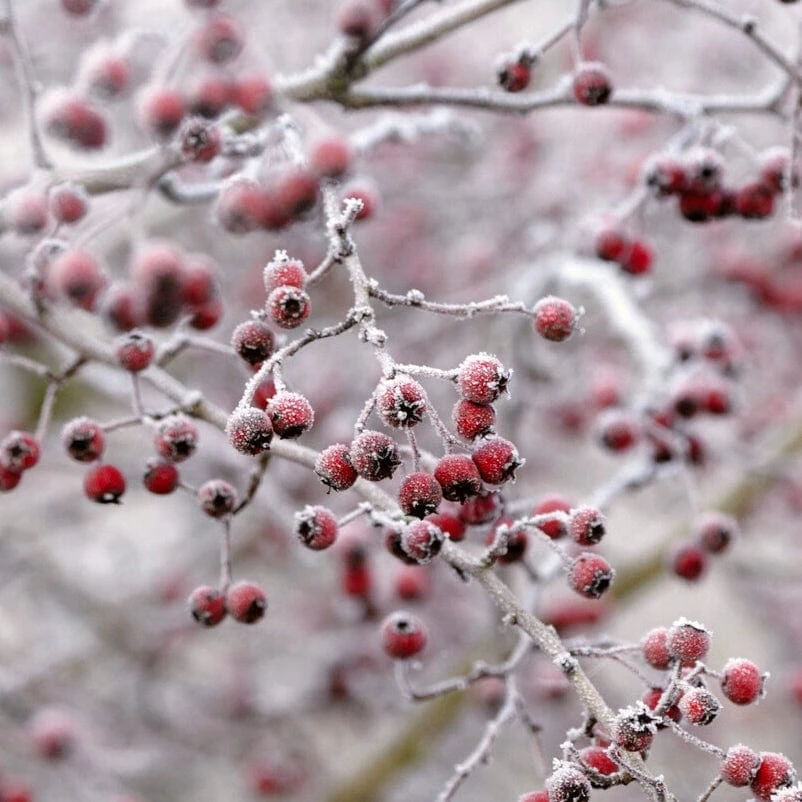 All Seasons Hedging | Growers' Choice 5 All Seasons Hedging | Growers' Choice - Image 3