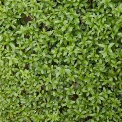 Fast Growing Evergreen Hedging Wildlife Mix | Growers' Choice 12 Fast Growing Evergreen Hedging Wildlife Mix | Growers' Choice -Soft Fruit Paradise SHR0225 2 0a078499 cb87 471e b521 23b157f3fe2e