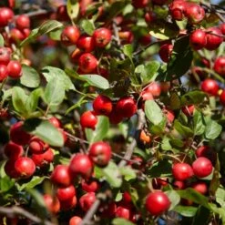 Best Mixed Native Wildlife Hedging | Growers' Choice 12 Best Mixed Native Wildlife Hedging | Growers' Choice -Soft Fruit Paradise SHR0229 1 cf0d08cf 9769 4369 8254 d5f24b4e4123